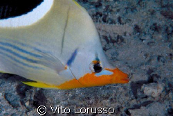 Fish by Vito Lorusso 